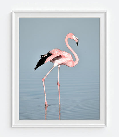 Pink Flamingo Photography Print, Coastal Wall Decor