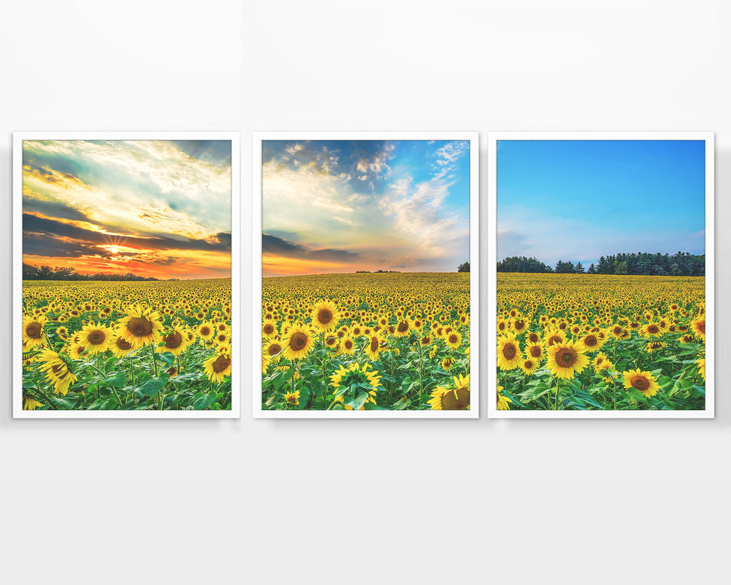 Field of Sunflowers Panoramic Photography Prints, Set of 3, Landscape Wall Decor