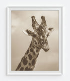 Safari Animals Photography Prints, Set of 4, Sepia African Wall Decor