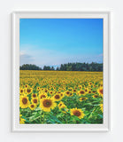 Field of Sunflowers Panoramic Photography Prints, Set of 3, Landscape Wall Decor