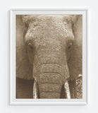 Safari Animals Photography Prints, Set of 4, Sepia African Wall Decor